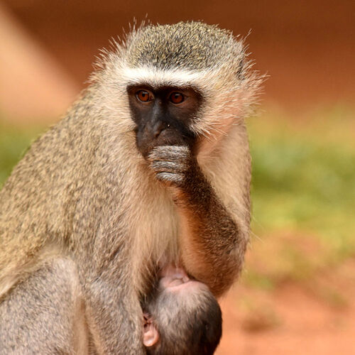 Re: Au paradis ! Compte rendu d'un voyage de 2 petites semaines en Afrique du Sud - L-argonnais Re: Au paradis ! Compte rendu d'un voyage de 2 petites semaines en Afrique du Sud - L-argonnais