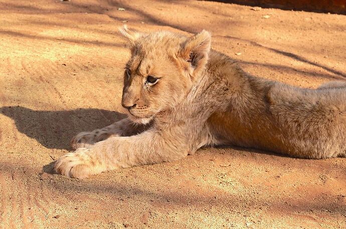 retour voyage Afrique du sud / Swaziland - jolis circuits