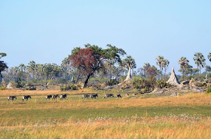 Delta de l'Okavango, suite: Pom Pom Camp - fabienne65