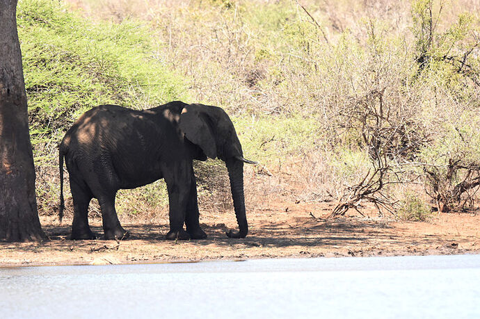 Re: Au paradis ! Compte rendu d'un voyage de 2 petites semaines en Afrique du Sud - L-argonnais Re: Au paradis ! Compte rendu d'un voyage de 2 petites semaines en Afrique du Sud - L-argonnais