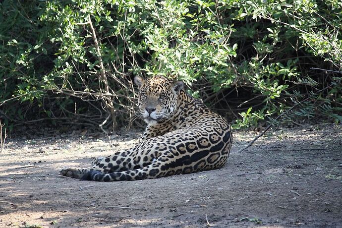 Jaguar Pantanal - megataz