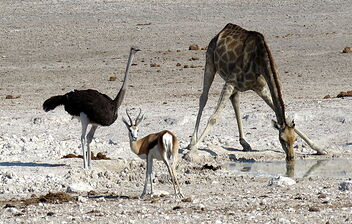 Quand la girafe a soif - PATOUTAILLE