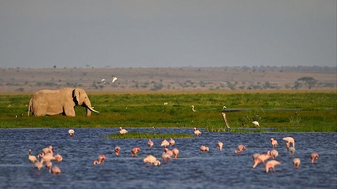 Re: Au coeur du Kenya ; le Kenya dans le coeur - Jmarc71