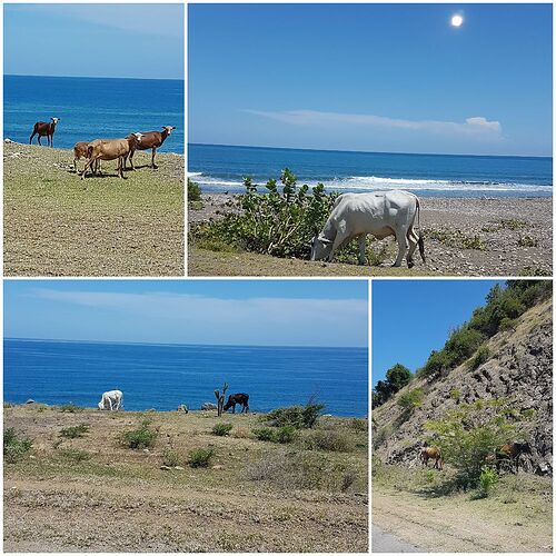 De Bayamo à Bayamo par la Costa Sur et le coeur de la Sierra Maestra/Comandancia de La Plata - zapata33