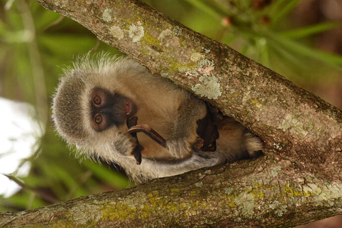 Re: Au paradis ! Compte rendu d'un voyage de 2 petites semaines en Afrique du Sud - L-argonnais Re: Au paradis ! Compte rendu d'un voyage de 2 petites semaines en Afrique du Sud - L-argonnais