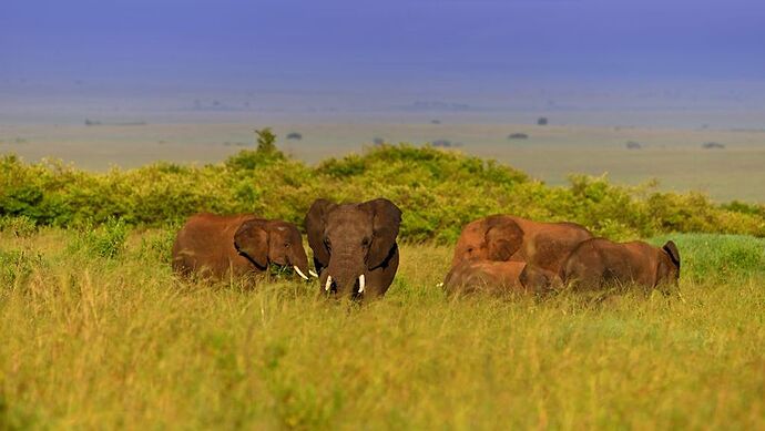 Re: Au coeur du Kenya ; le Kenya dans le coeur - Jmarc71