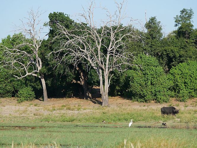 Re: Le Botswana a tenu toutes ses promesses, et plus encore !  - fabienne65