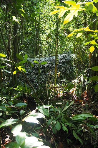 Rendez-vous en jungle inconnue ! Rencontre avec les Batek du Taman Negara - Meryll Evasy