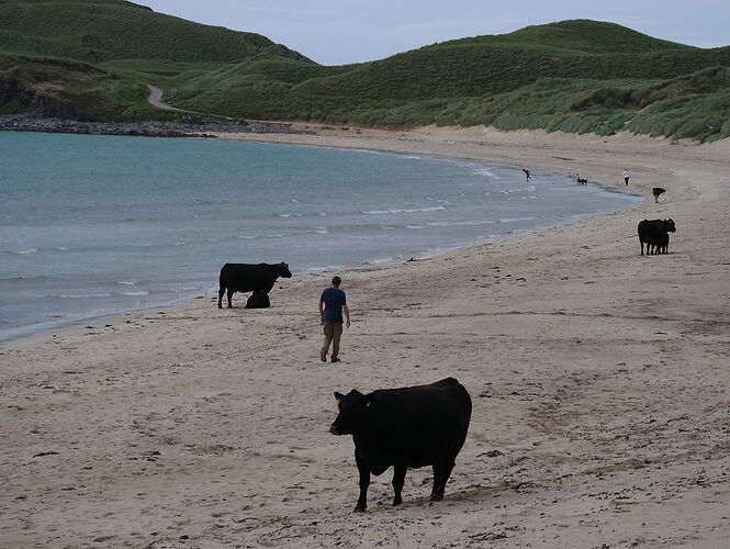 Re: 24 jours en Ecosse jusqu'aux îles Shetlands avec 2 chiens - Zoune