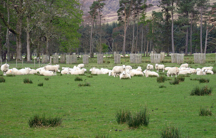 D' Inchnadamph à Strathcarron - calamity jane D' Inchnadamph à Strathcarron - calamity jane