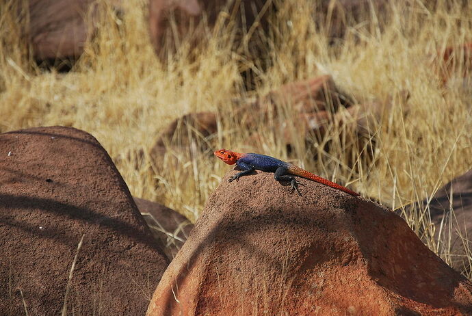 en route pour Grootberg Lodge - llce