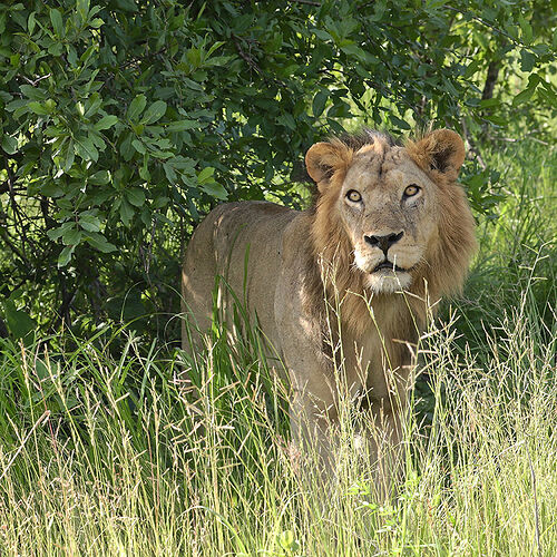 Re: Safari cet été en Tanzanie. Vous annulez? Covid19 - puma