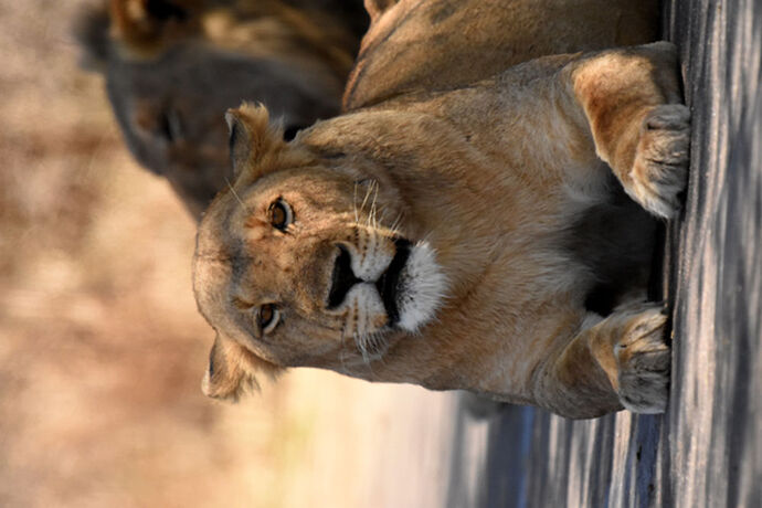 Re: Au paradis ! Compte rendu d'un voyage de 2 petites semaines en Afrique du Sud - L-argonnais Re: Au paradis ! Compte rendu d'un voyage de 2 petites semaines en Afrique du Sud - L-argonnais