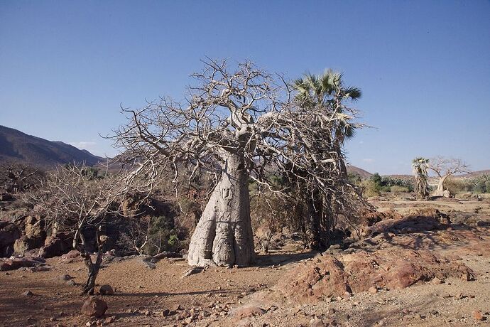 Re: 25 jours en Namibie en juillet 2021 - blueb