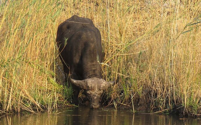 Re: NAMBOTSVIC Namibie- Botswana- Victoria Falls, 3 semaines magiques - PATOUTAILLE