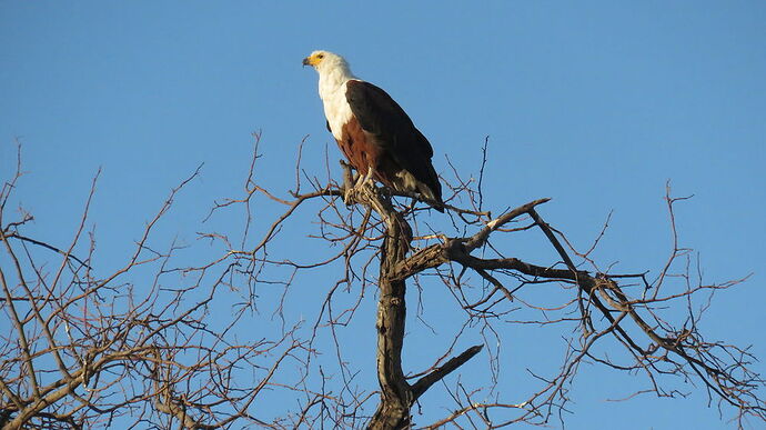 Re: NAMBOTSVIC Namibie- Botswana- Victoria Falls, 3 semaines magiques - PATOUTAILLE