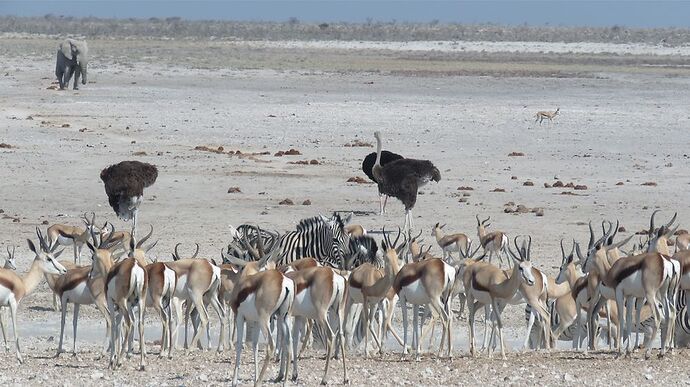 Re: NAMBOTSVIC Namibie- Botswana- Victoria Falls, 3 semaines magiques - PATOUTAILLE