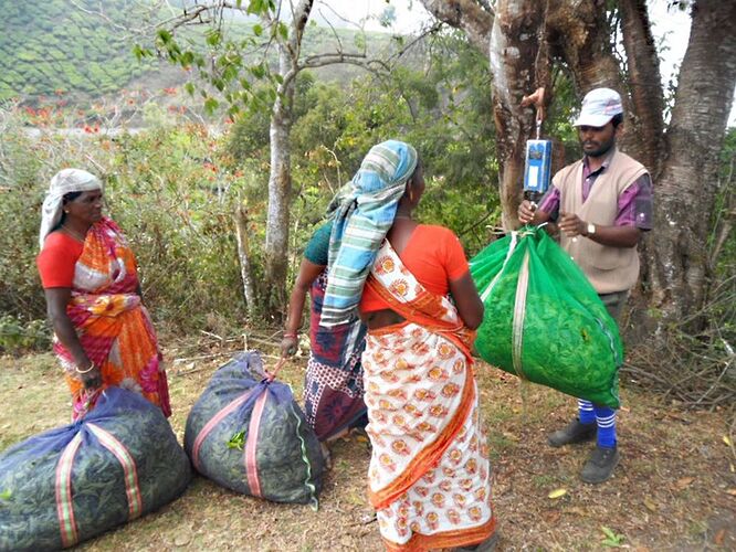 Oui, Munnar est incontournable ... - quinqua voyageuse