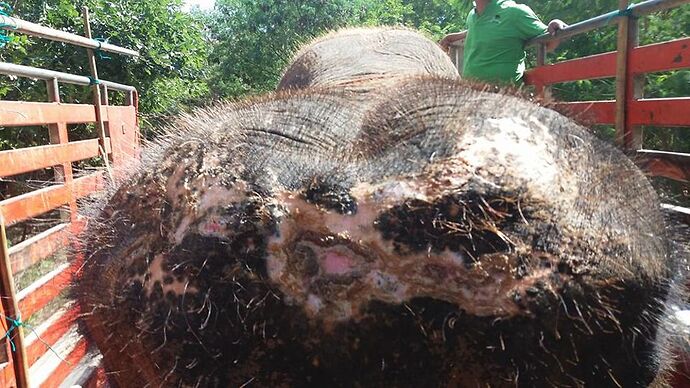 Re: Elephant nature park à Chiang Mai - pelotedelaine