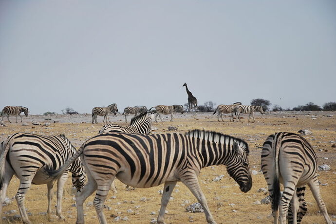 Récit d'un merveilleux voyage en Namibie j3 - llce