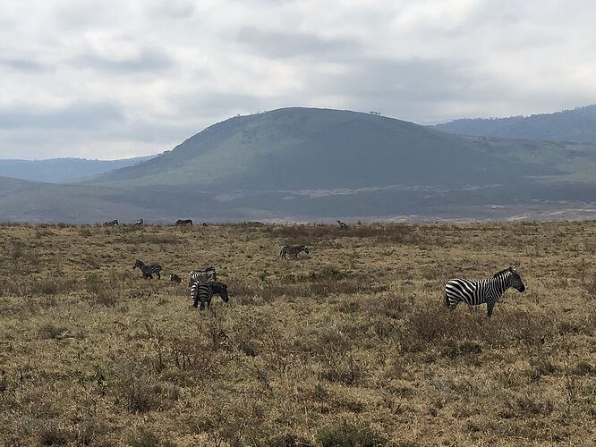 Safari au Ngorongoro et Serengeti  - Yasmineines