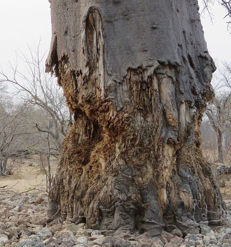 Re: NAMBOTSVIC Namibie- Botswana- Victoria Falls, 3 semaines magiques - PATOUTAILLE