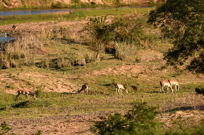 Re: Au paradis ! Compte rendu d'un voyage de 2 petites semaines en Afrique du Sud - L-argonnais Re: Au paradis ! Compte rendu d'un voyage de 2 petites semaines en Afrique du Sud - L-argonnais