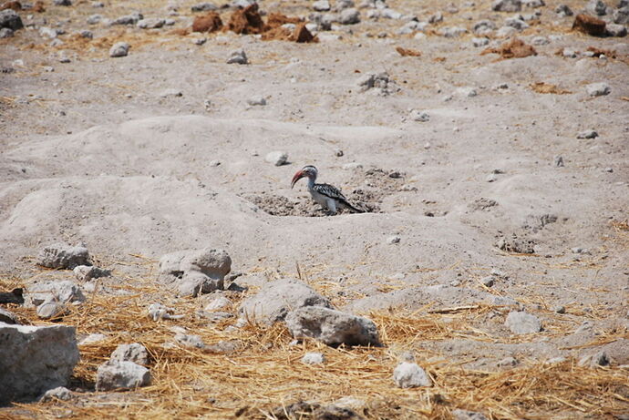 Récit d'un merveilleux voyage en Namibie j3 - llce