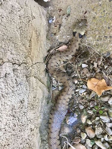 Re: Les serpents en Namibie - PATOUTAILLE