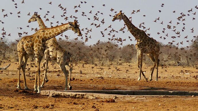 Re: NAMBOTSVIC Namibie- Botswana- Victoria Falls, 3 semaines magiques - PATOUTAILLE