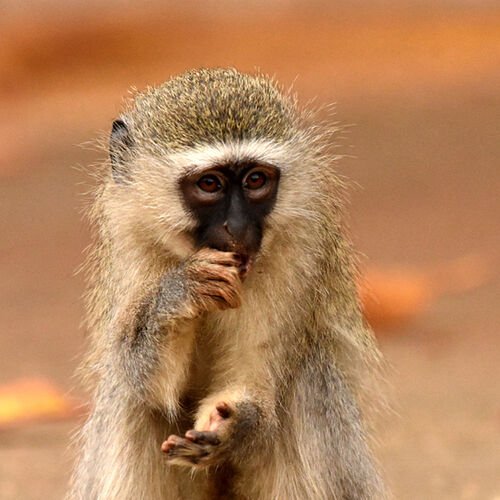 Re: Au paradis ! Compte rendu d'un voyage de 2 petites semaines en Afrique du Sud - L-argonnais Re: Au paradis ! Compte rendu d'un voyage de 2 petites semaines en Afrique du Sud - L-argonnais