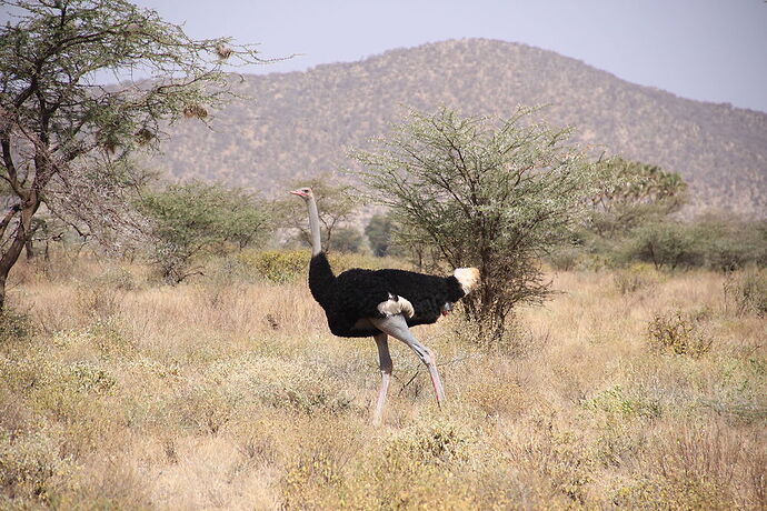 Trek Mont Kenya - réserve naturelle Samburu - Philippe-ferard