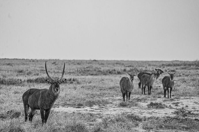 Re: Parenthèse enchantée au Masaï Mara chez Melting Pot Safaris - Mattsupertramp