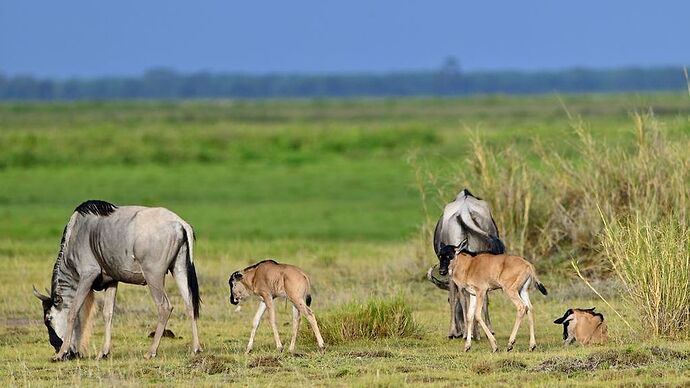 Re: Au coeur du Kenya ; le Kenya dans le coeur - Jmarc71