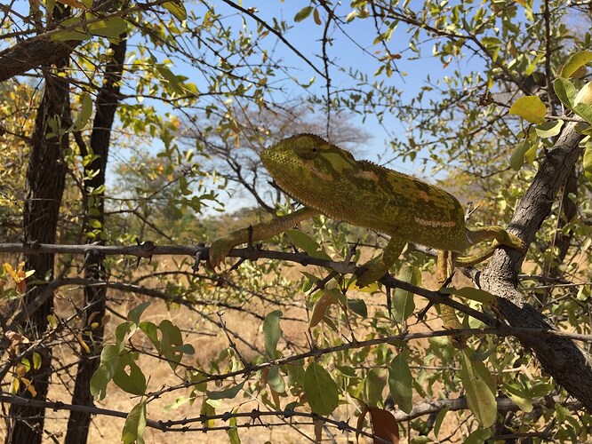 Voyage Namibie et Botswana 4 semaines sans réservations - Morchella