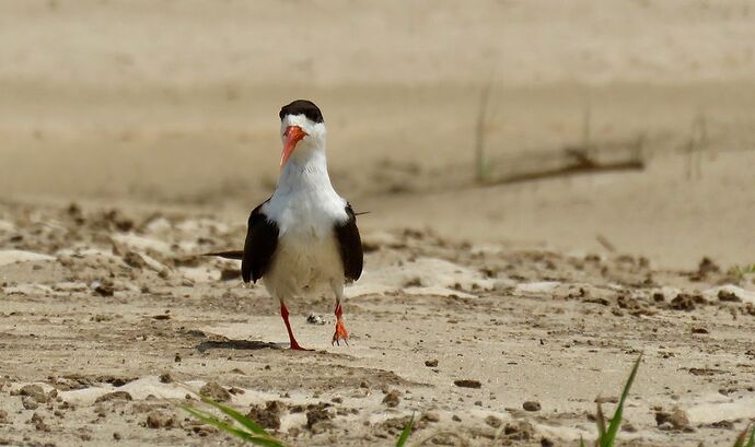 Re: NAMBOTSVIC Namibie- Botswana- Victoria Falls, 3 semaines magiques - PATOUTAILLE