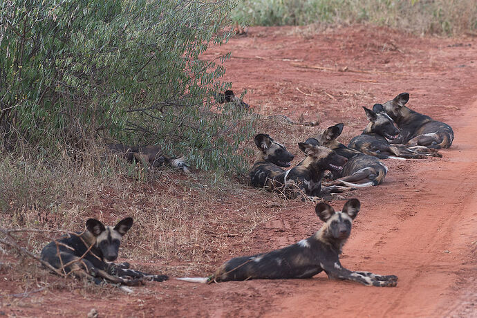 Re: Les Lycaons au Kenya. - Karen56