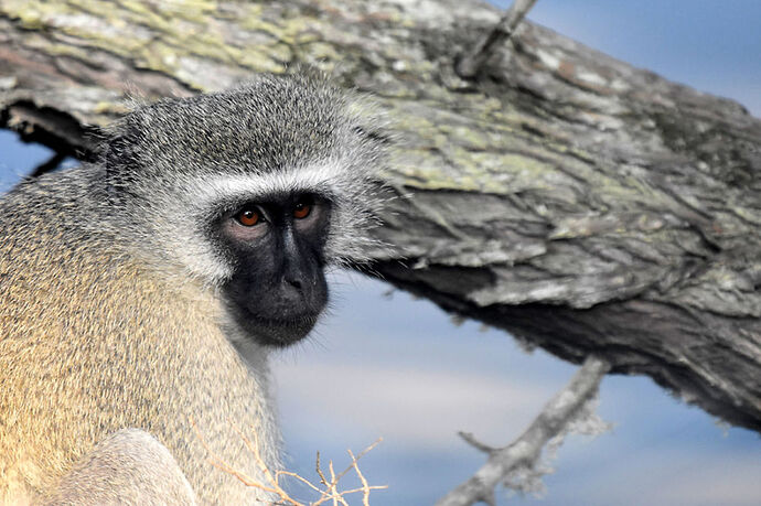Re: Au paradis ! Compte rendu d'un voyage de 2 petites semaines en Afrique du Sud - L-argonnais Re: Au paradis ! Compte rendu d'un voyage de 2 petites semaines en Afrique du Sud - L-argonnais