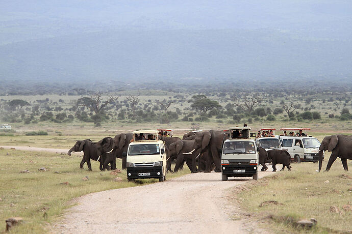 la hantise dans un safari !!!! - plantcha