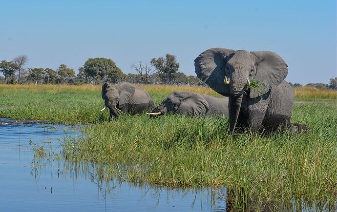 Re: Retour d'expérience d'un self drive de 15 jours en juin au Botswana - Luss93