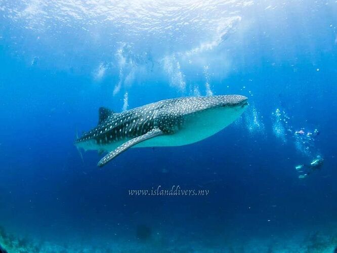 Les Requins - Baleine Observables toute l'année aux Maldives - Philomaldives Guide Safaris