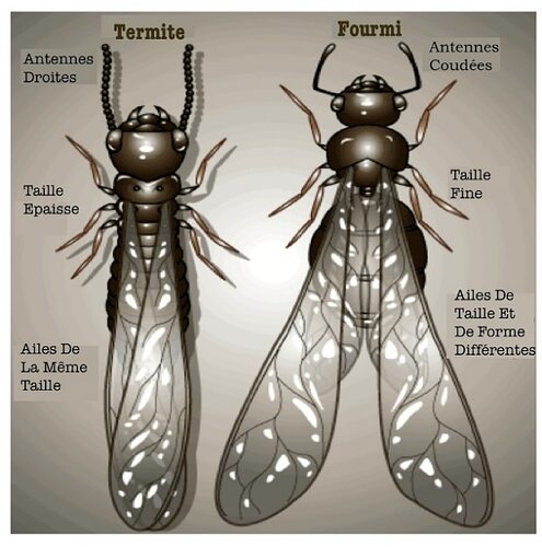 termitesfourmis