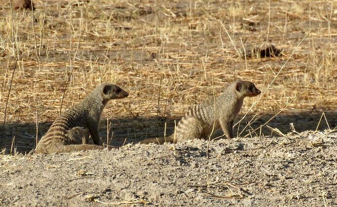 Re: NAMBOTSVIC Namibie- Botswana- Victoria Falls, 3 semaines magiques - PATOUTAILLE