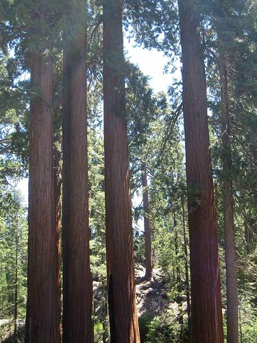 Re: Au pays des sequoias - yensabai