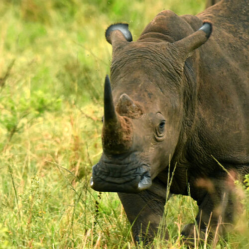 Re: Au paradis ! Compte rendu d'un voyage de 2 petites semaines en Afrique du Sud - L-argonnais Re: Au paradis ! Compte rendu d'un voyage de 2 petites semaines en Afrique du Sud - L-argonnais