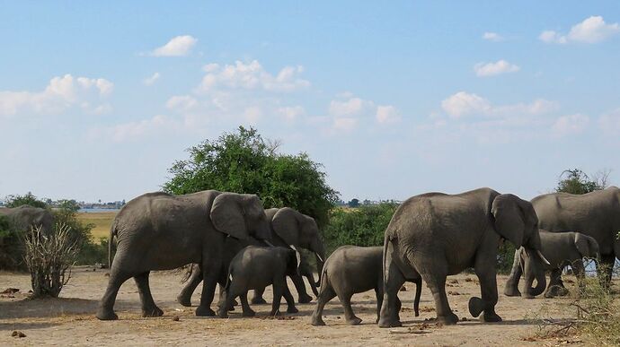 Re: NAMBOTSVIC Namibie- Botswana- Victoria Falls, 3 semaines magiques - PATOUTAILLE