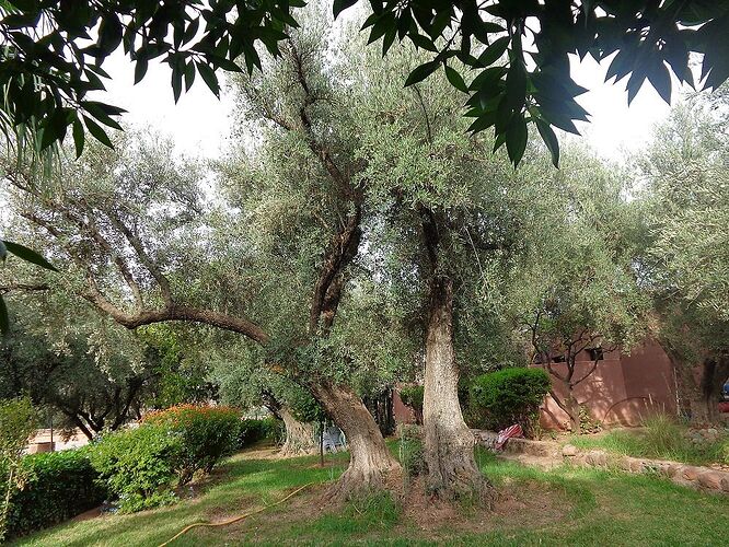 quelques photos du coq hardi  - hannahteruel