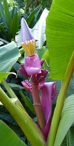 Re: Musee de la banane en Martinique - Madikéra