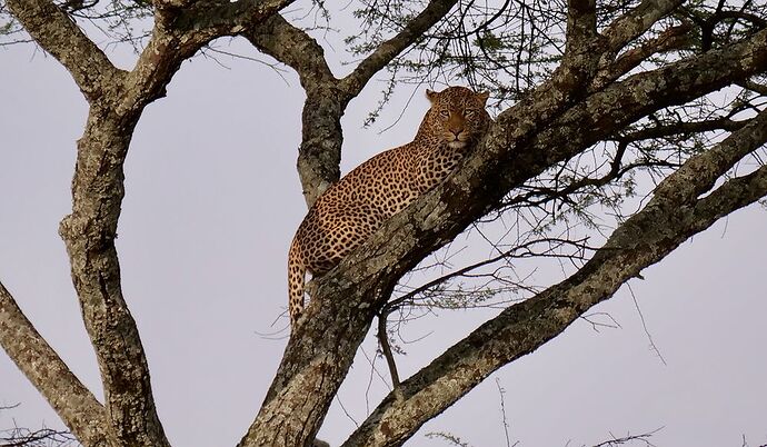 Re: Safari sur mesure en Tanzanie avec KIBUYU AFRICAN SAFARIS - Erwan-Precoma