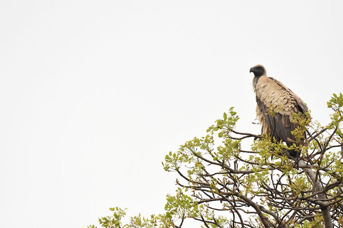 Re: Au paradis ! Compte rendu d'un voyage de 2 petites semaines en Afrique du Sud - L-argonnais Re: Au paradis ! Compte rendu d'un voyage de 2 petites semaines en Afrique du Sud - L-argonnais